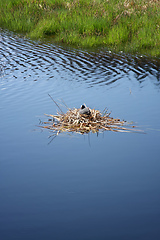 Image showing Coot in its nest on the water