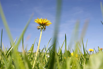 Image showing sweet dandelion in the green meadow