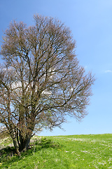 Image showing leafless bush in the green meadow