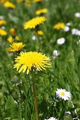 Image showing sweet dandelion in the green meadow