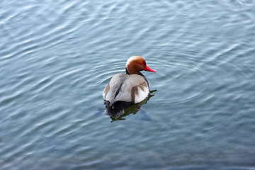 Image showing duck