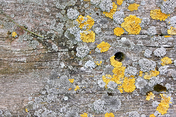 Image showing wood background with lichen