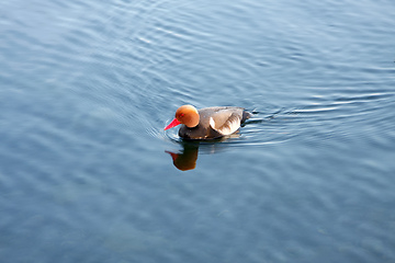 Image showing duck