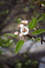 Image showing apple blossom