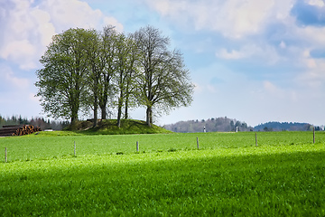 Image showing leafless bush in the green meadow