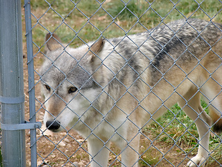 Image showing wolf behind a fence