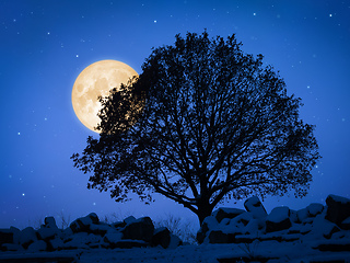 Image showing a tree at night with pale moon