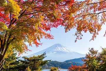 Image showing Mount Fuji and maple tree