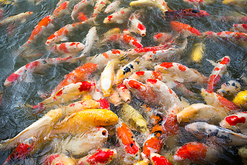 Image showing Carp fish in the pond