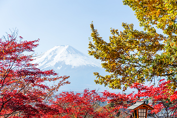 Image showing Fujiyama and red maple tree