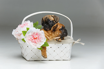 Image showing cute french bulldog puppy in basket