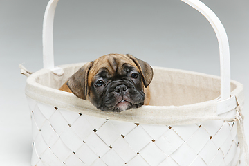 Image showing cute french bulldog puppy in basket