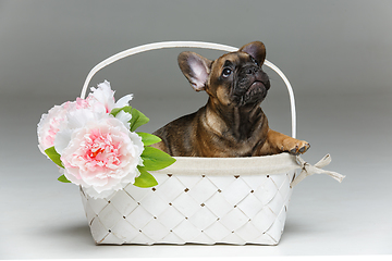 Image showing cute french bulldog puppy in basket