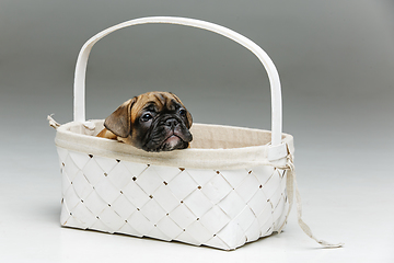 Image showing cute french bulldog puppy in basket