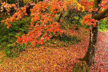 Image showing Red Maple tree