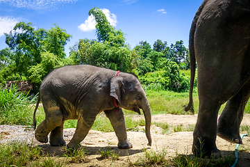 Image showing Mother and Baby elephant in protected park, Chiang Mai, Thailand