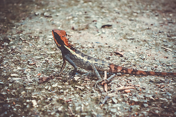 Image showing Crested Lizard in jungle, Khao Sok, Thailand