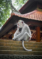 Image showing Monkeys on a temple roof in the Monkey Forest, Ubud, Bali, Indon