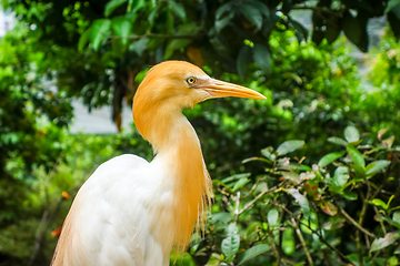 Image showing Cattle Egret