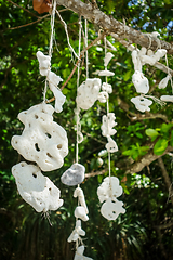 Image showing Hanging coral, Perhentian Islands, Terengganu, Malaysia