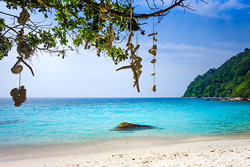 Image showing Hanging coral on Turtle Beach, Perhentian Islands, Terengganu, M