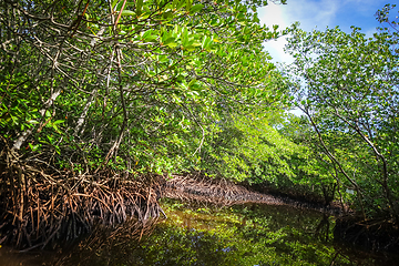 Image showing Mangrove in Nusa Lembongan island, Bali, Indonesia