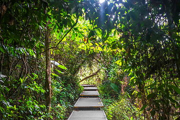 Image showing Wooden path in Taman Negara national park, Malaysia