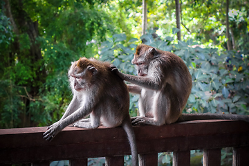 Image showing Monkeys in the Monkey Forest, Ubud, Bali, Indonesia