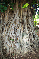 Image showing Buddha Head in Tree Roots, Wat Mahathat, Ayutthaya, Thailand