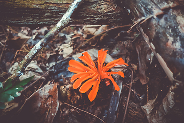 Image showing Red flower, Taman Negara national park, Malaysia