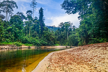 Image showing River in Jungle rainforest Taman Negara national park, Malaysia