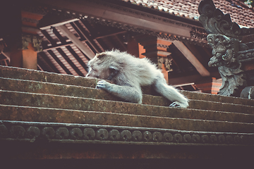 Image showing Monkey sleeping on a temple roof in the Monkey Forest, Ubud, Bal