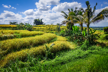 Image showing Jatiluwih paddy field rice terraces, Bali, Indonesia