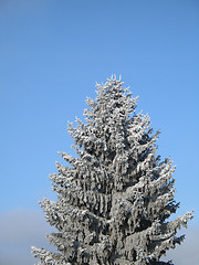 Image showing conifer covered with snow