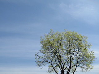 Image showing green tree and blue sky