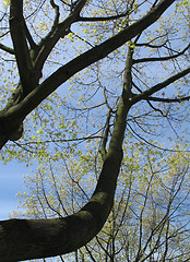 Image showing massive tree and blue sky