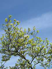 Image showing blossoming tree