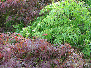 Image showing green and red tree leaves 