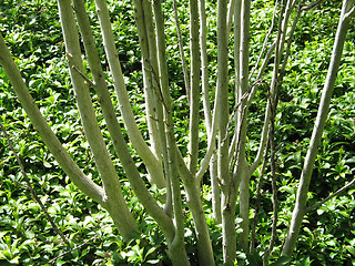 Image showing green tree trunk