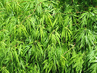 Image showing green tree leaves close up