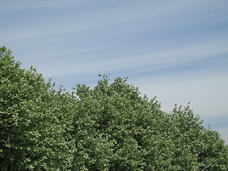 Image showing green tree and blue sky