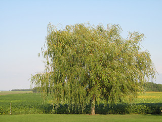 Image showing green tree in a field