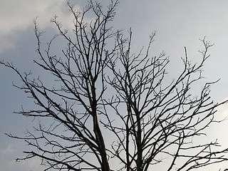Image showing black tree in the winter time