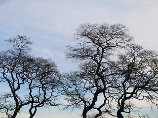 Image showing black tree in the winter time