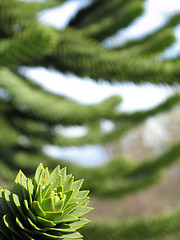 Image showing green monkey tree close up