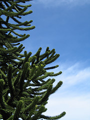 Image showing green monkey tree and blue sky