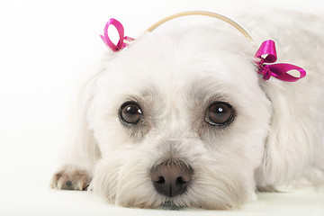 Image showing Pampered Pooch