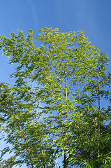 Image showing green bamboo and blue sky