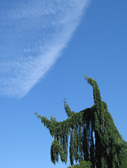 Image showing green conifer and blue sky