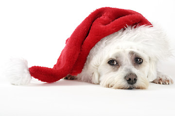 Image showing Christmas Pooch